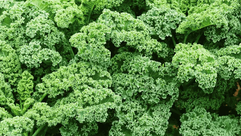 Kale: Unveiling the Superfood Green with Incredible Health Benefits