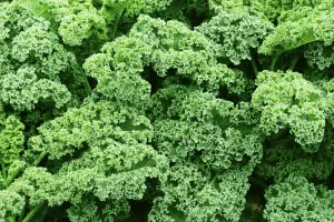 Kale: Unveiling the Superfood Green with Incredible Health Benefits